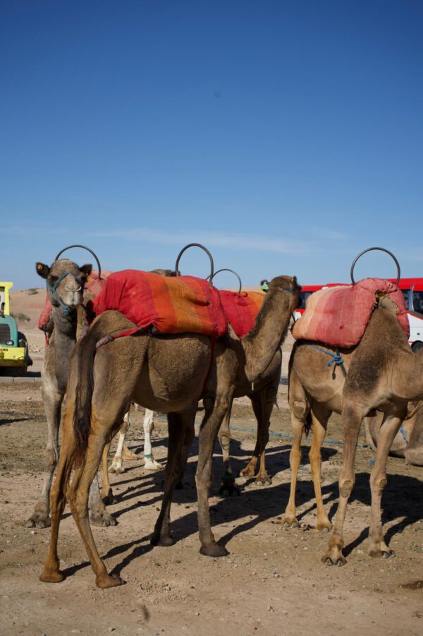 WhatsApp Image 2026-01-10 at 20.14.32 (1) WhatsApp Image 2026-01-10 at 20.14.32 (1)