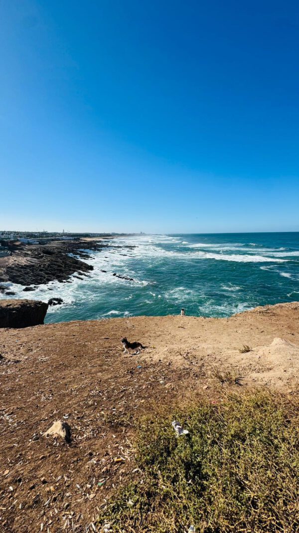 WhatsApp Image 2026-01-10 at 20.16.01 WhatsApp Image 2026-01-10 at 20.16.01