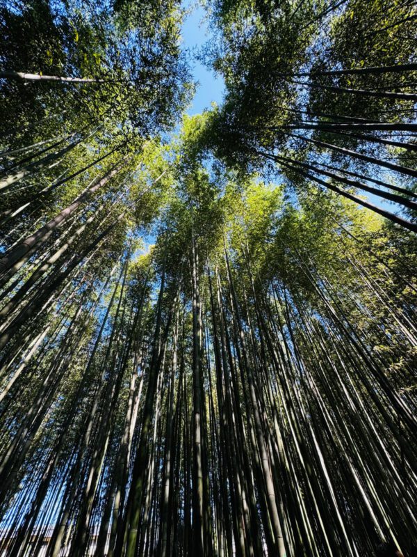 WhatsApp Image 2026-01-19 at 12.51.45 (4)