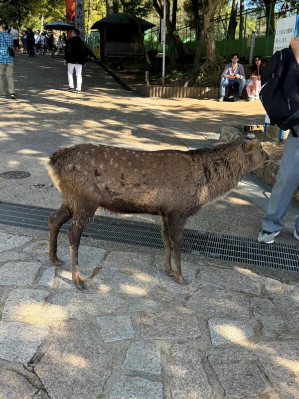 WhatsApp Image 2026-01-19 at 12.54.30